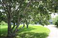 Mature Oaks at drive entry