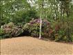 Edge of driveway bordered by rhodedendrons.