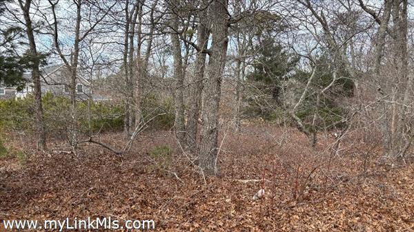 mature trees