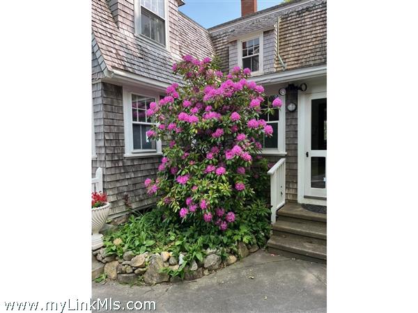 Blooming rhododendron near rear door