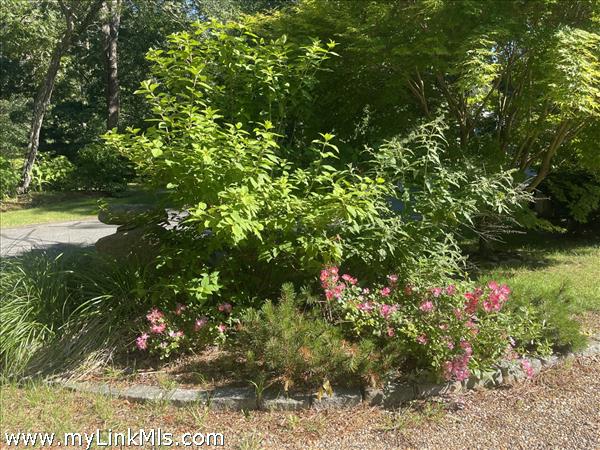 beautiful perennials