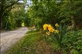 A quiet country road