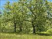 Beautiful 3 acre parcel