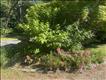 beautiful perennials
